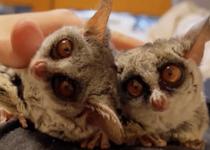Galagos als Haustier in der Schweiz