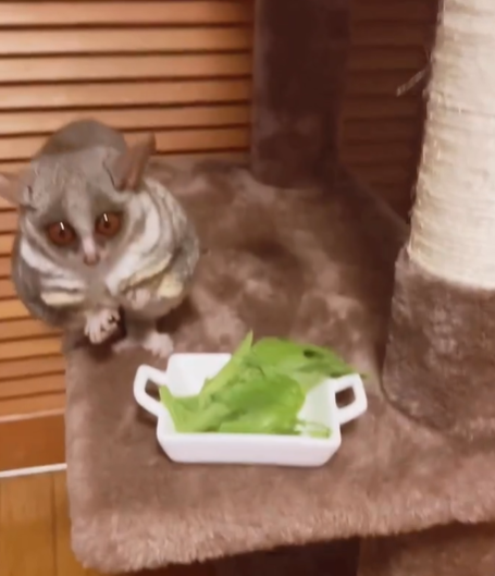 🐒 Galago – Der kleine Mini-Affe legal bei affe-kaufen.de