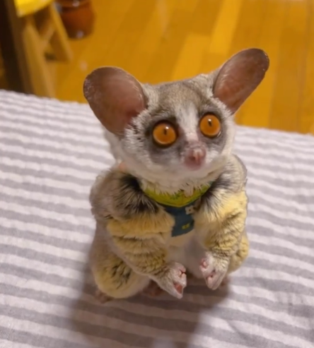 🐒 Galago Deutschland kaufen – Mini-Affen legal bei affe-kaufen.de