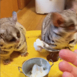 Galago halten Schweiz