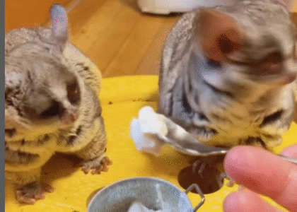 Galago halten Schweiz