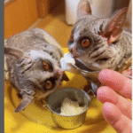 Galagos Schweiz erlaubt Galagos