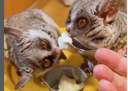 Galagos Schweiz erlaubt Galagos