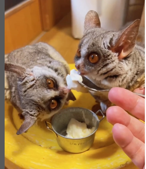 🐒 Galagos Schweiz erlaubt – Legal Mini-Affen kaufen bei affe-kaufen.de