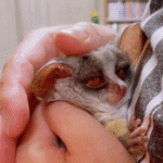 Galago Lebenserwartung