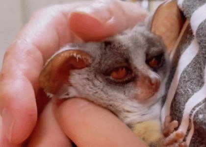 Galago Lebenserwartung