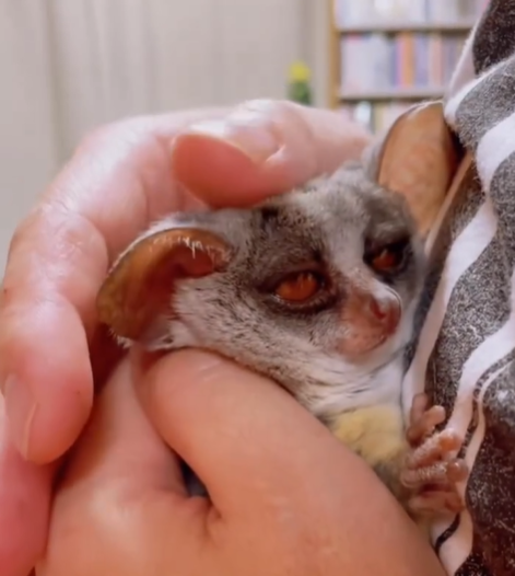 🐒 Galago Lebenserwartung – Alles über die Lebensdauer der Mini-Affen bei affe-kaufen.de