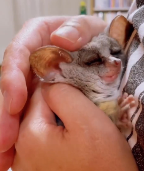 🐒 Galagos kaufen – Mini-Affen legal bei affe-kaufen.de