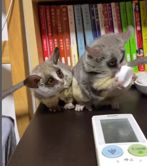 🐒 Galagos kaufen Wien – Exotische Mini-Affen legal bei affe-kaufen.de