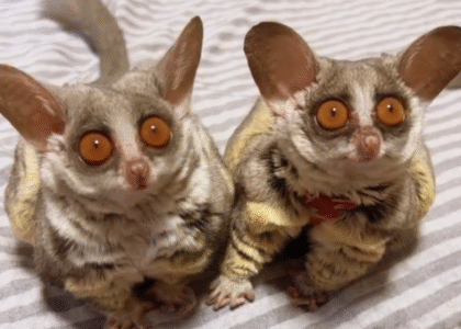 Galagos Züchter