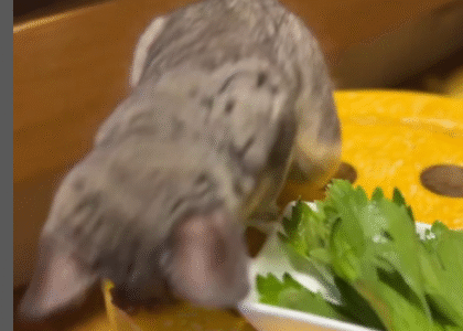 Darf man Galagos in Österreich