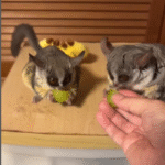 Galagos kaufen Österreich