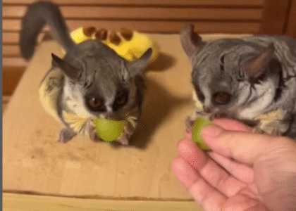 Galagos kaufen Österreich