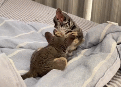 Galagos Haltung Schweiz