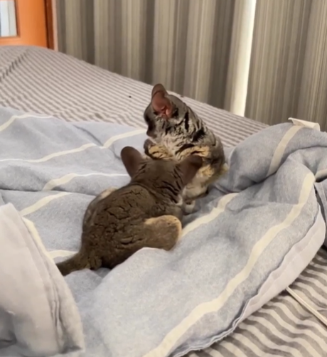 🐒 Galagos Haltung Schweiz – Tipps, Pflege und Kauf bei affe-kaufen.de