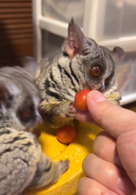 🐾 Buschbaby kaufen – Legale und handaufgezogene Galagos bei affe-kaufen.de