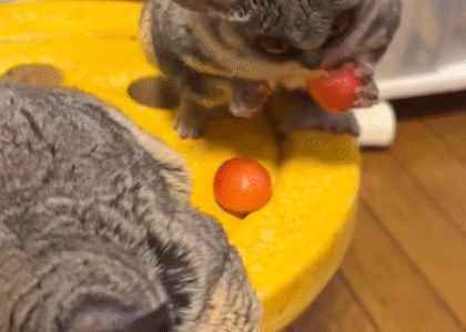 Galagos kaufen Deutschland